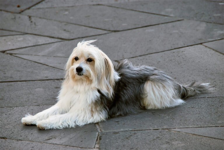 Katalan Çoban Köpeği 2