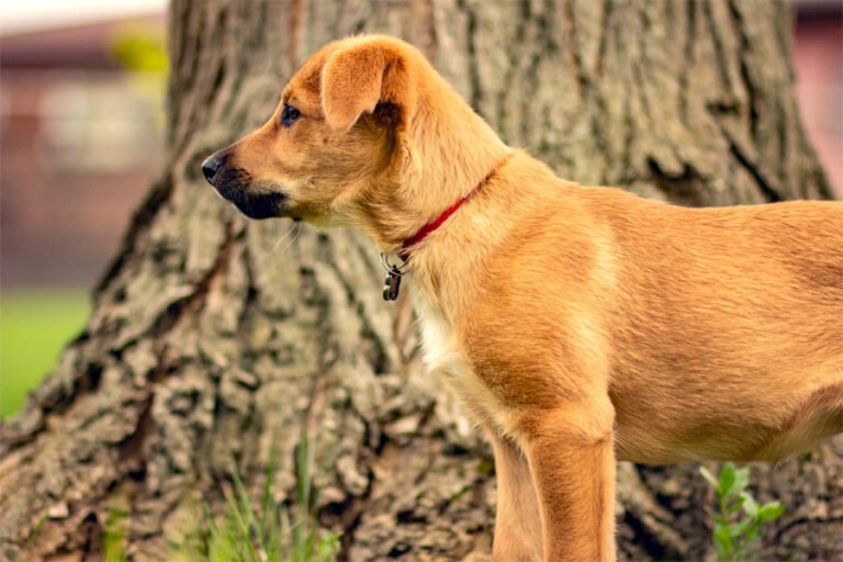 aa