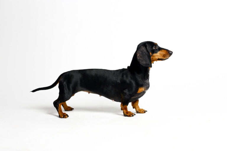 aa