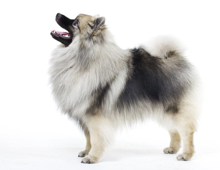 Keeshond 1