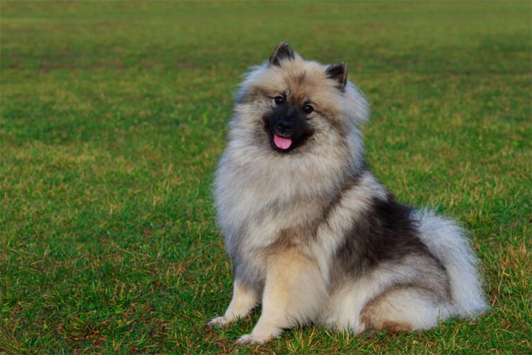 Keeshond 2