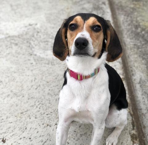 Kerry Beagle 1