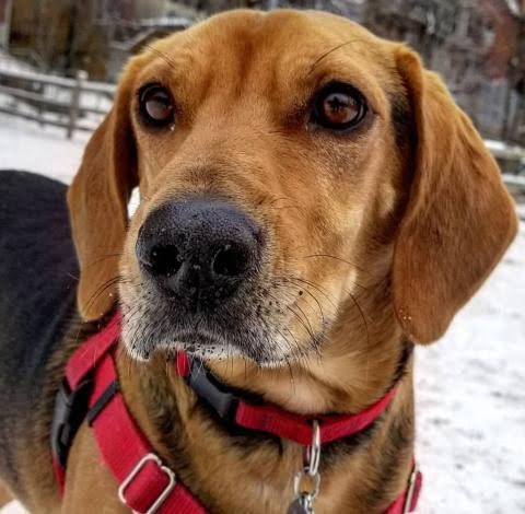 Kerry Beagle 2