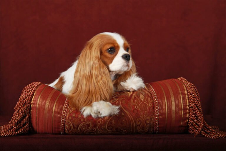 King Charles Spanyel 1