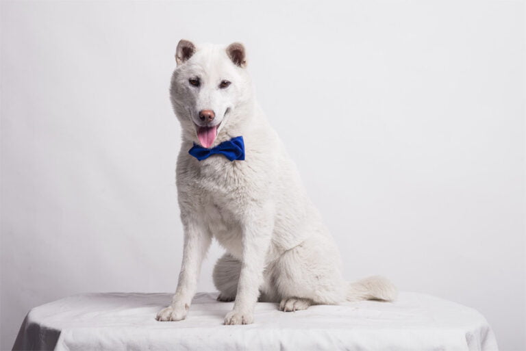 Kishu Ken 1