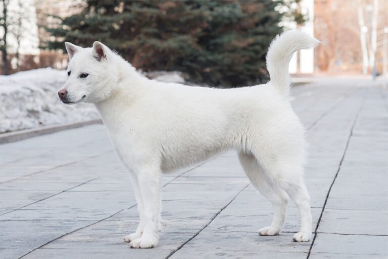 Kishu Ken 2