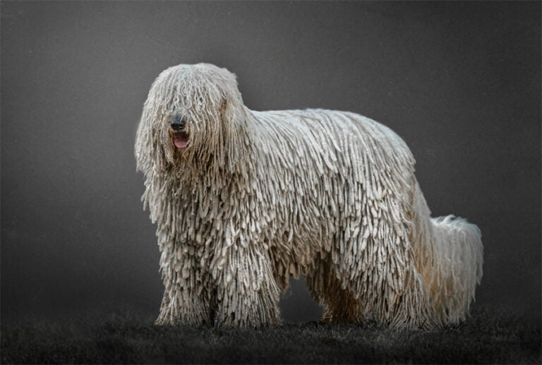 Komondor 1