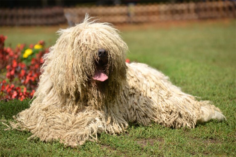 Komondor 2