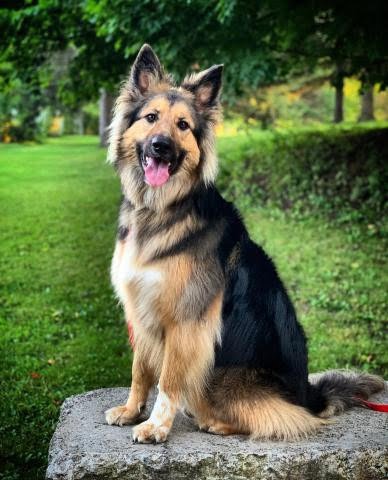 Kral Çoban Köpeği 2