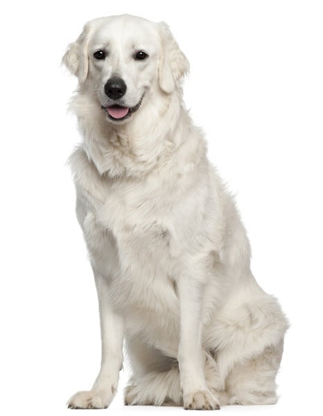 Kuvasz 1