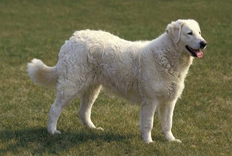 Kuvasz 2