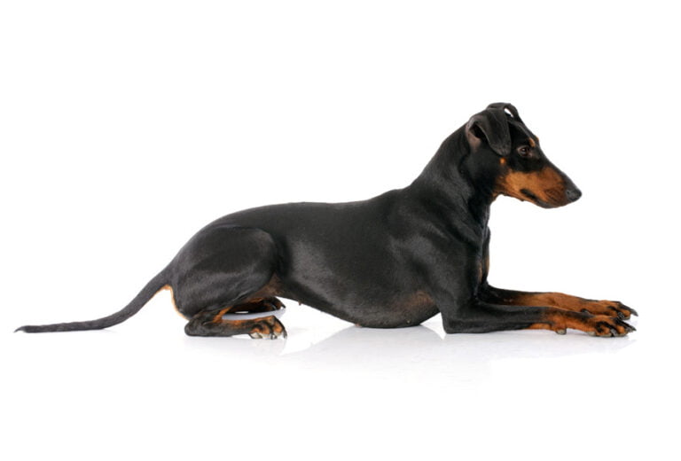 Manchester Terrier 1