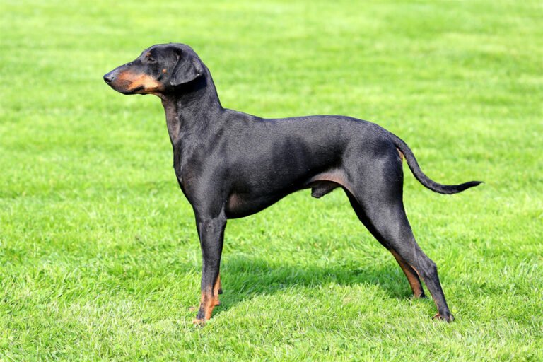 Manchester Terrier 2