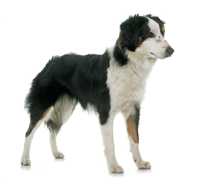 Minyatür Amerikan Çoban Köpeği 1