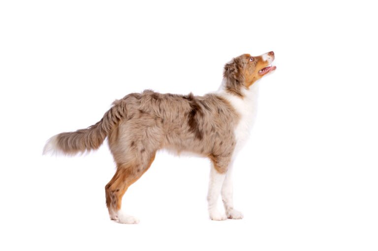 Minyatür Amerikan Çoban Köpeği 2
