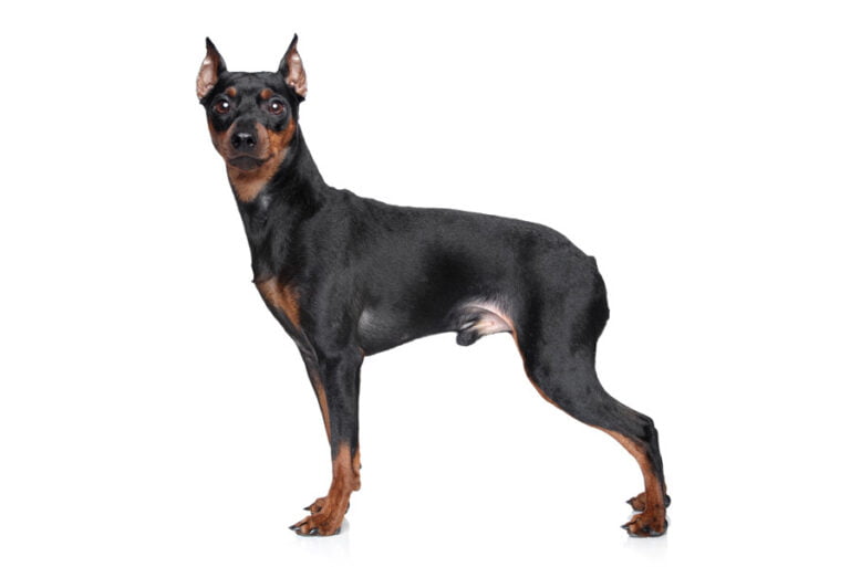 Minyatür Pinscher 1