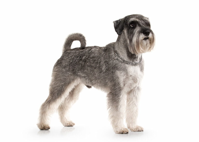 Minyatür Schnauzer 1