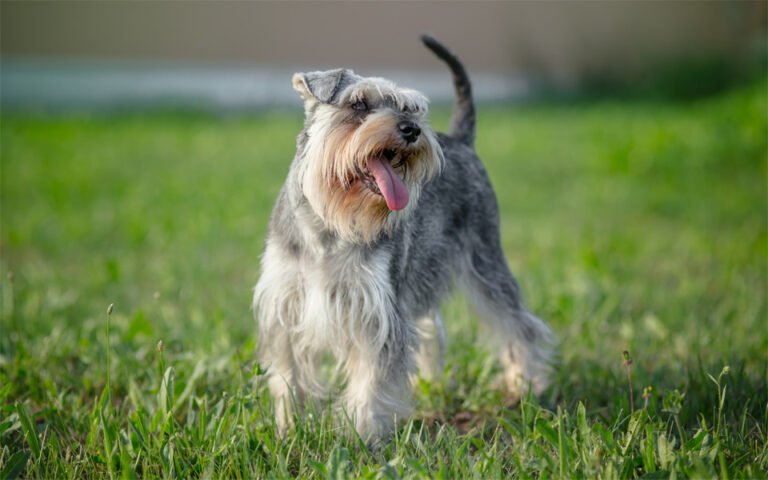 Minyatür Schnauzer 2