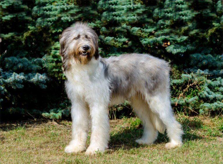 Mioritic Çoban Köpeği 1