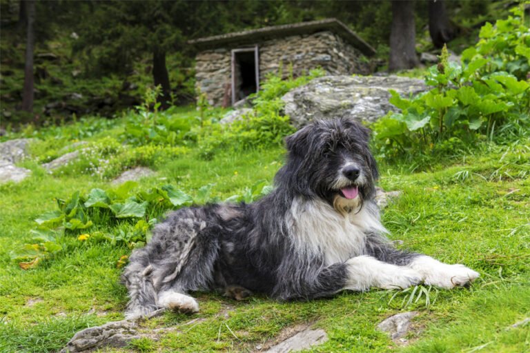 Mioritic Çoban Köpeği 2