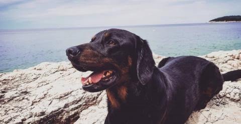 Montenegrin Mountain Hound