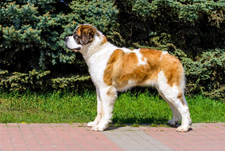 Moskova Bekçi Köpeği 1