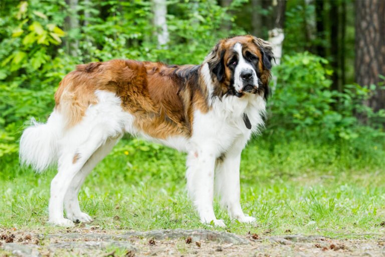 Moskova Bekçi Köpeği 2