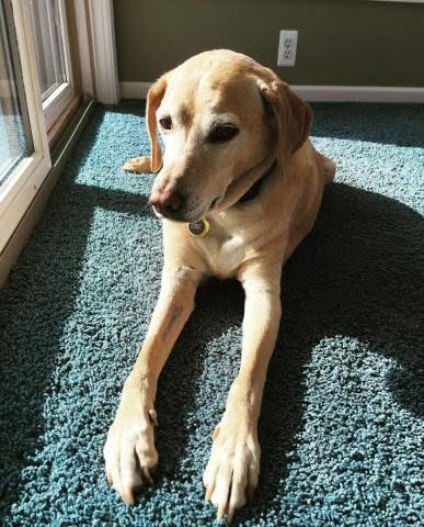 Mountain View Cur