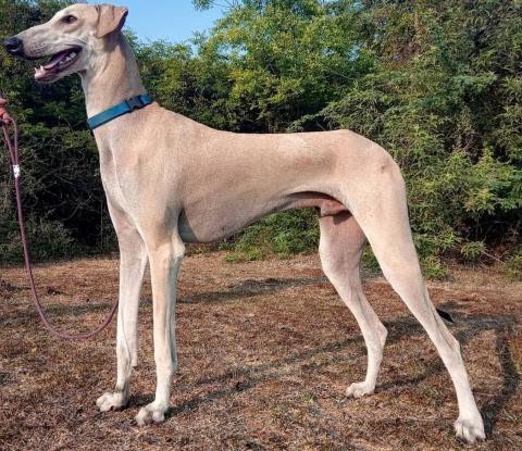 Mudhol Hound 1