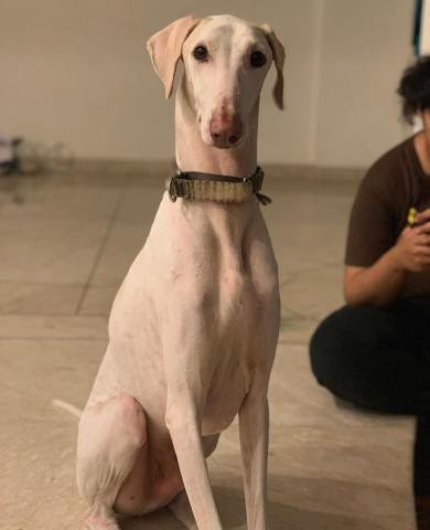 Mudhol Hound 2