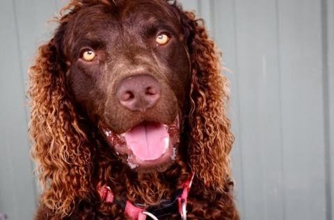 Murray River Curly Coated Retriever 1