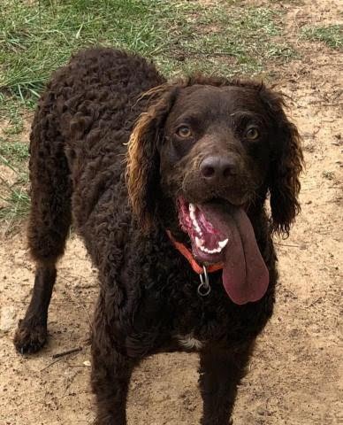 Murray River Curly Coated Retriever 2
