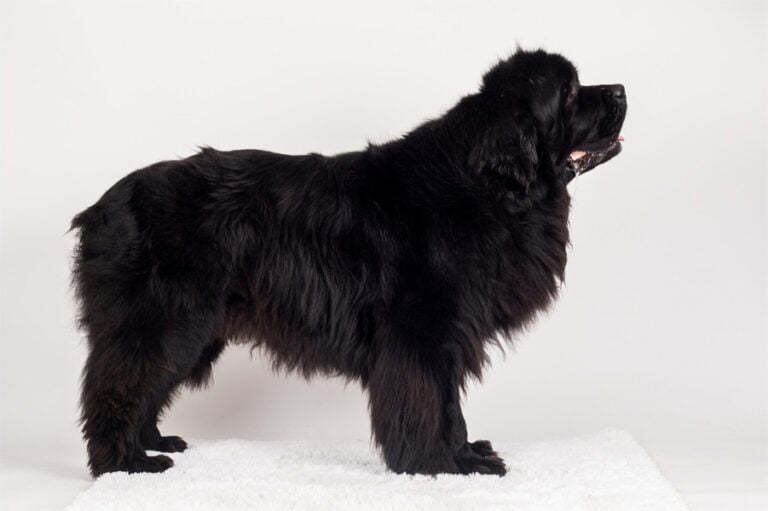 Newfoundland 1