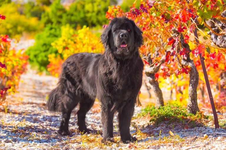 Newfoundland 2