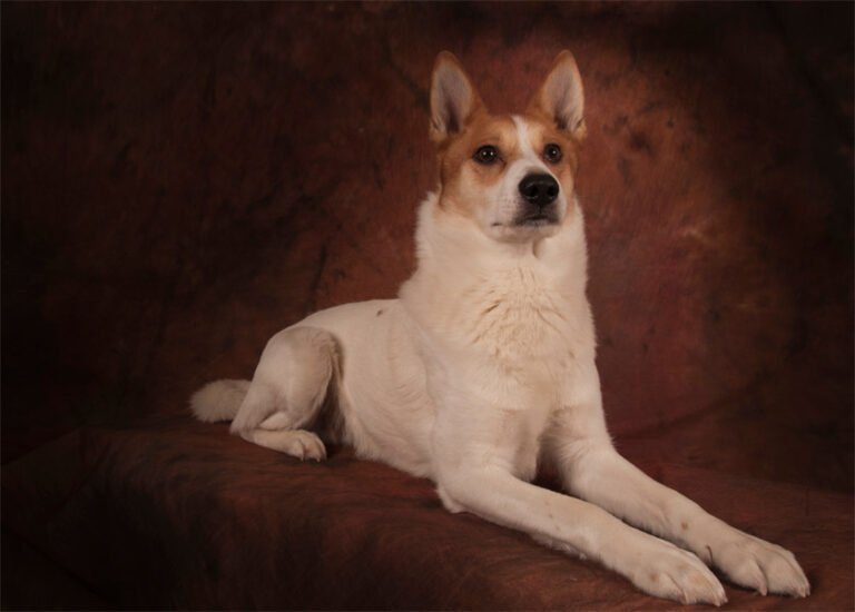 Norrbottenspets 2