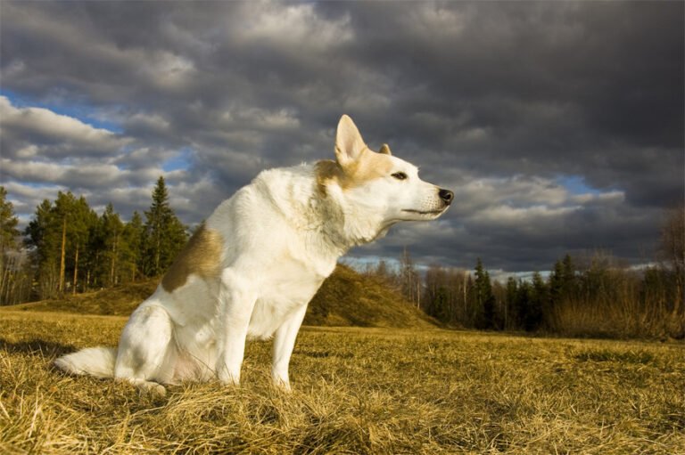 Norrbottenspets