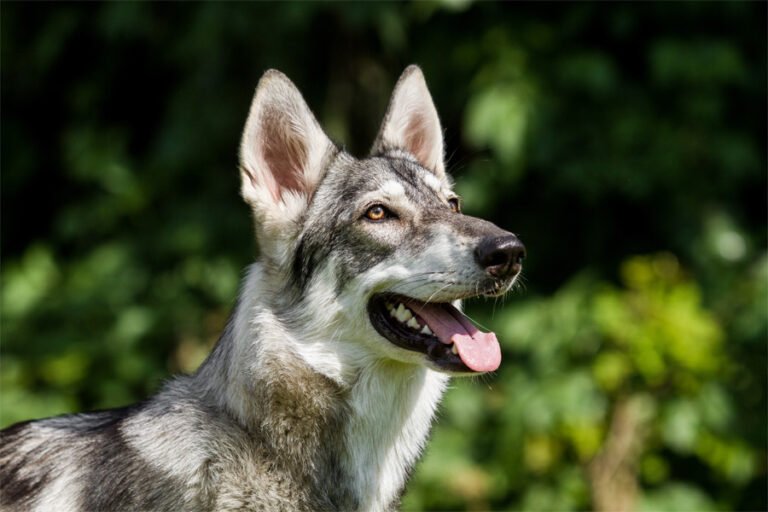 Northern Inuit 1