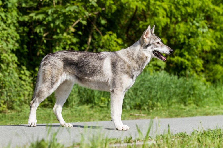 Northern Inuit 2