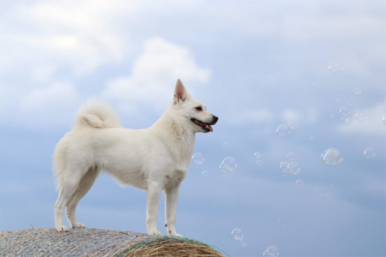 Norveç Çoban Köpeği 1