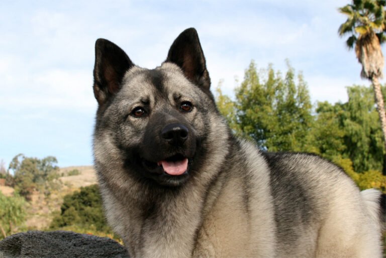 Norveç Elkhound 1