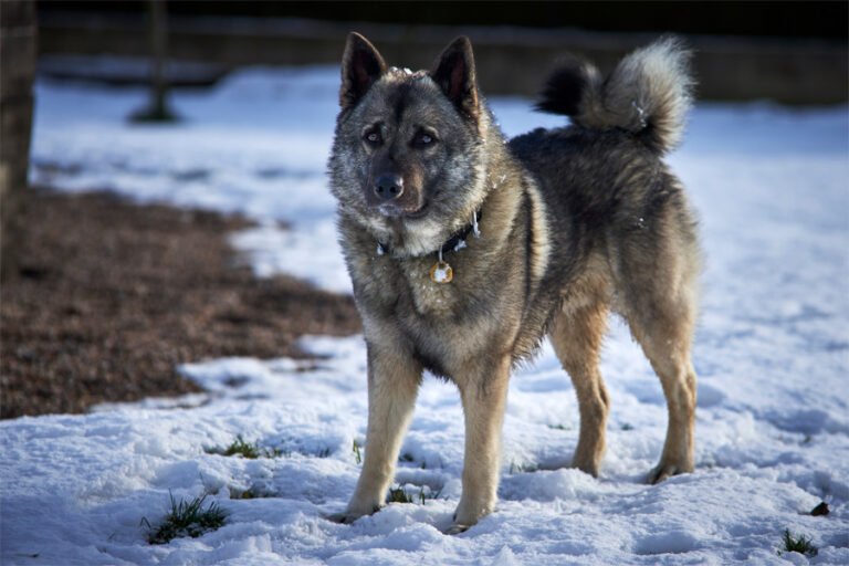 Norveç Elkhound 2