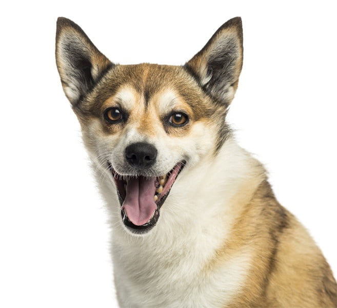 Norveç Lundehund 1