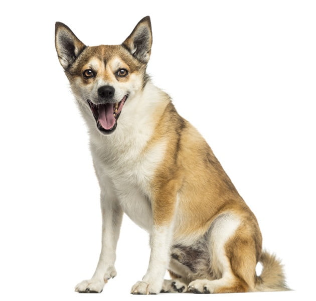 Norveç Lundehund 2