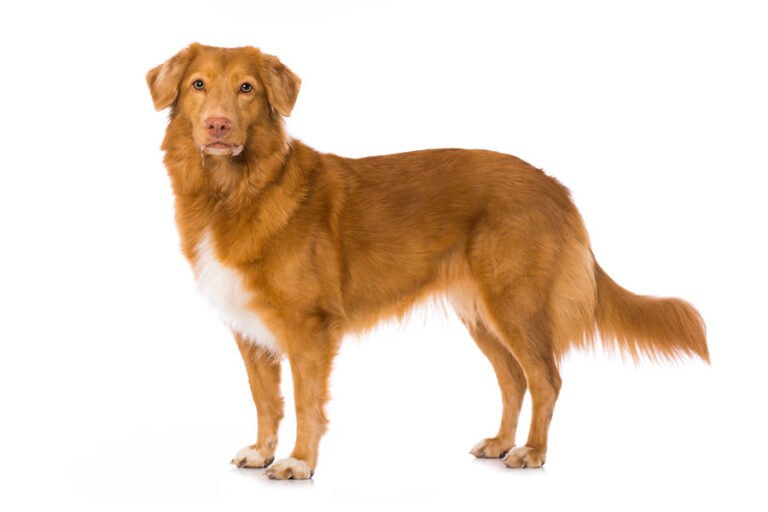 Nova Scotia Duck Tolling Retriever 1