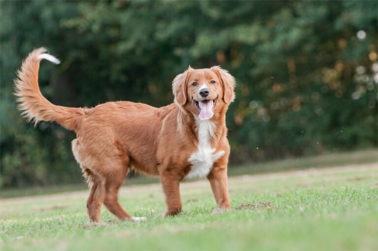 Nova Scotia Duck Tolling Retriever 2
