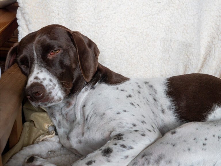 Old Danish Pointer 2