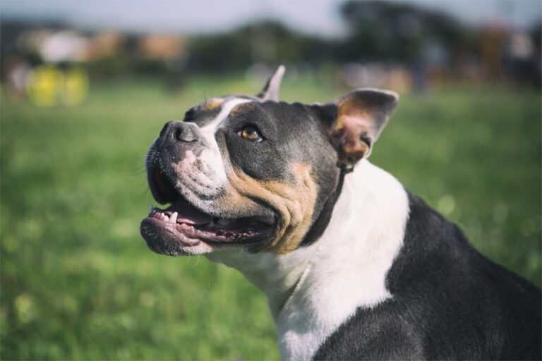 Olde English Bulldogge 1