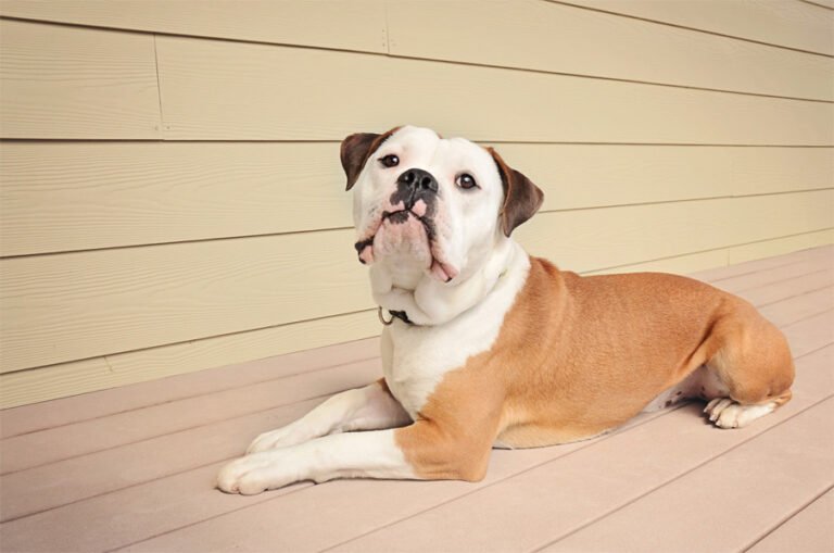 Olde English Bulldogge 2