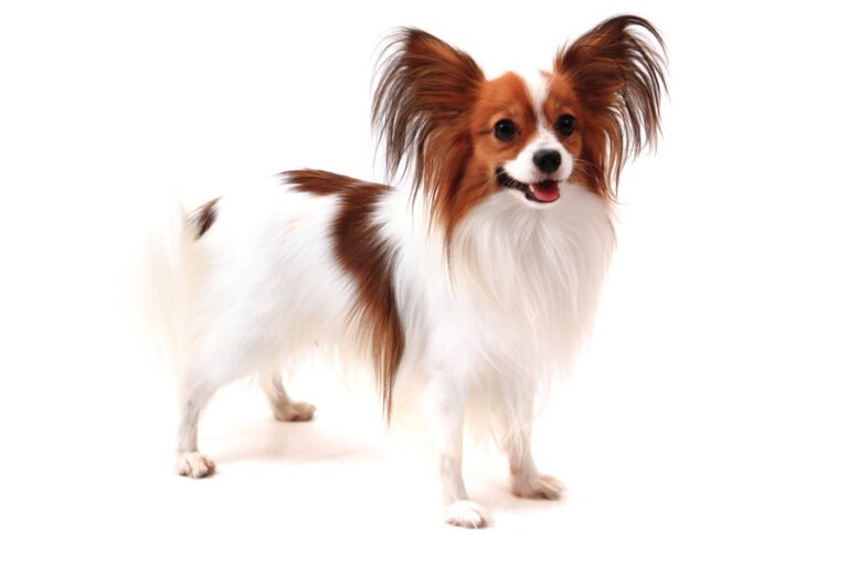 Papillon 1