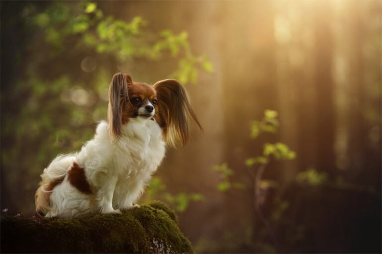 Papillon 2
